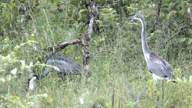 Schwarzhalsreiher - ML651255048