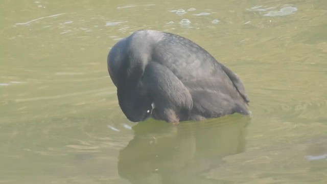 Халзан түнжүүр - ML651255210