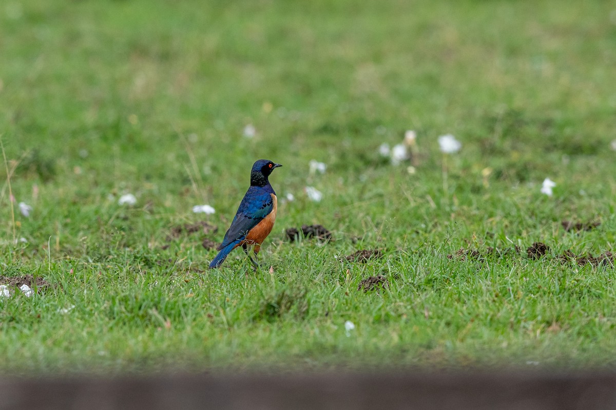 Hildebrandt's Starling - ML651255248