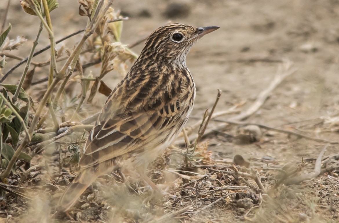 Bush Pipit - ML651255263