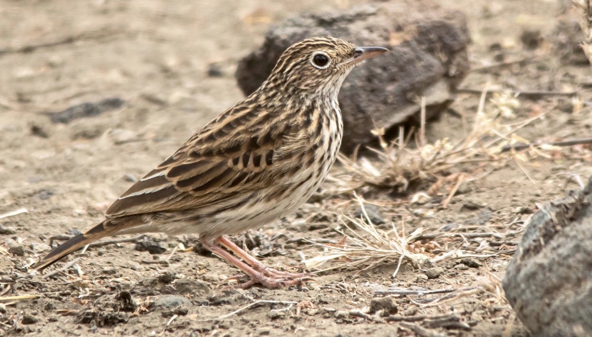 Bush Pipit - ML651255264