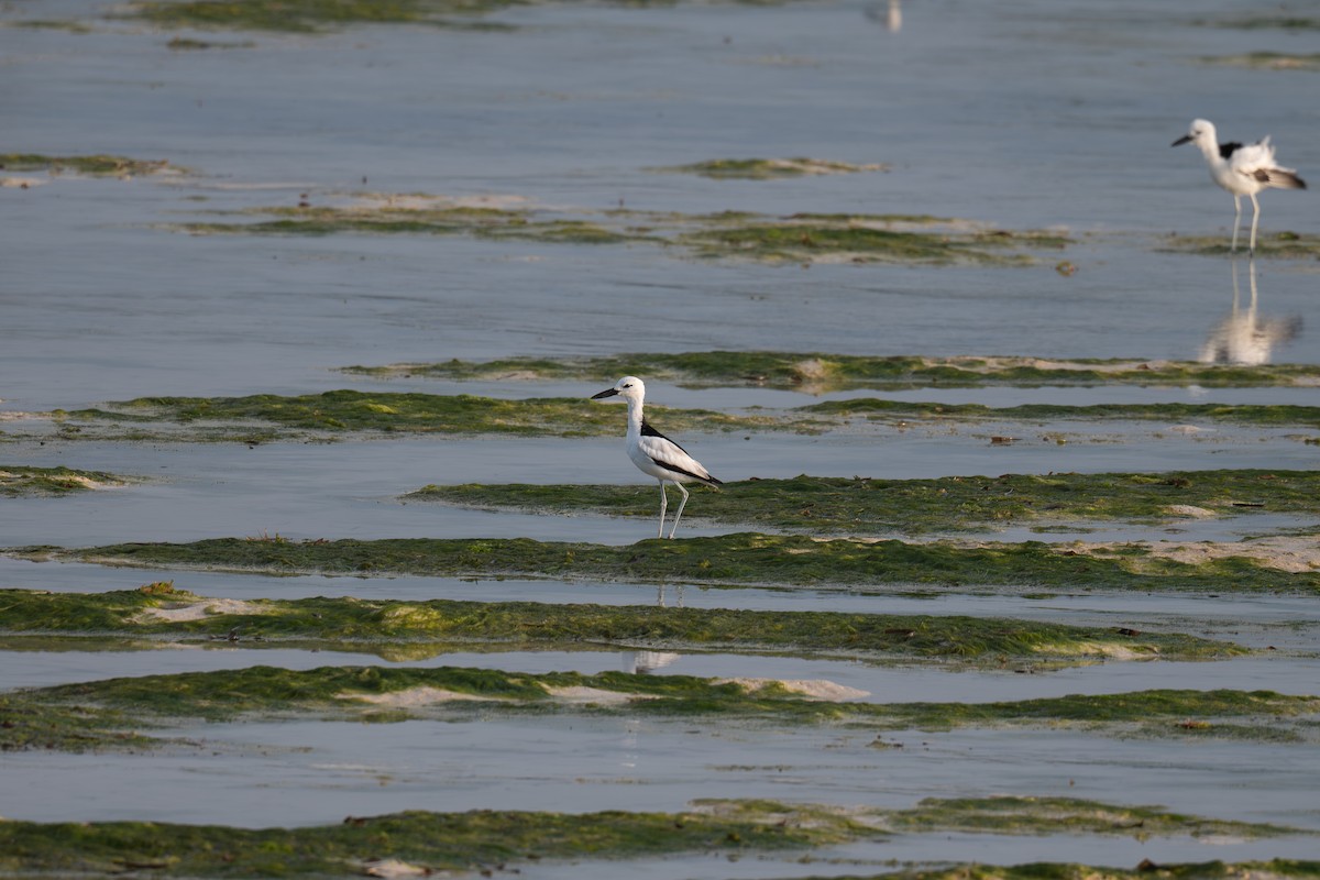 Crab-Plover - ML651255357