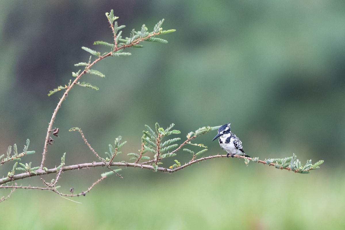 terneisfugl - ML651255417