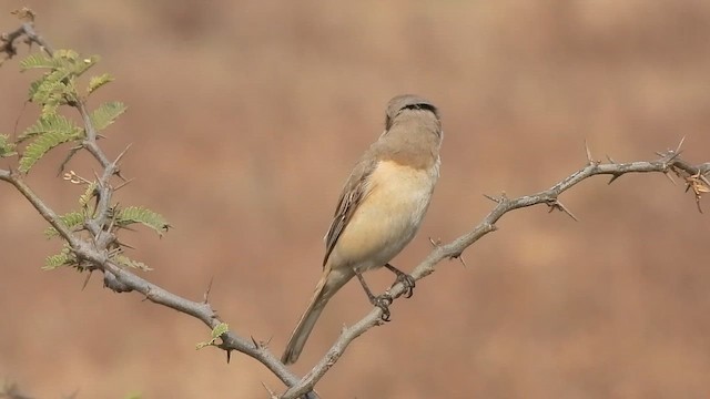 Тольт дунхай - ML651255522