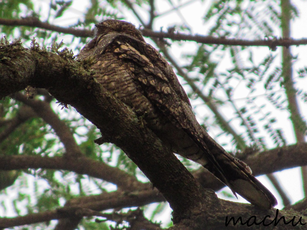 Succiacapre - ML651255666