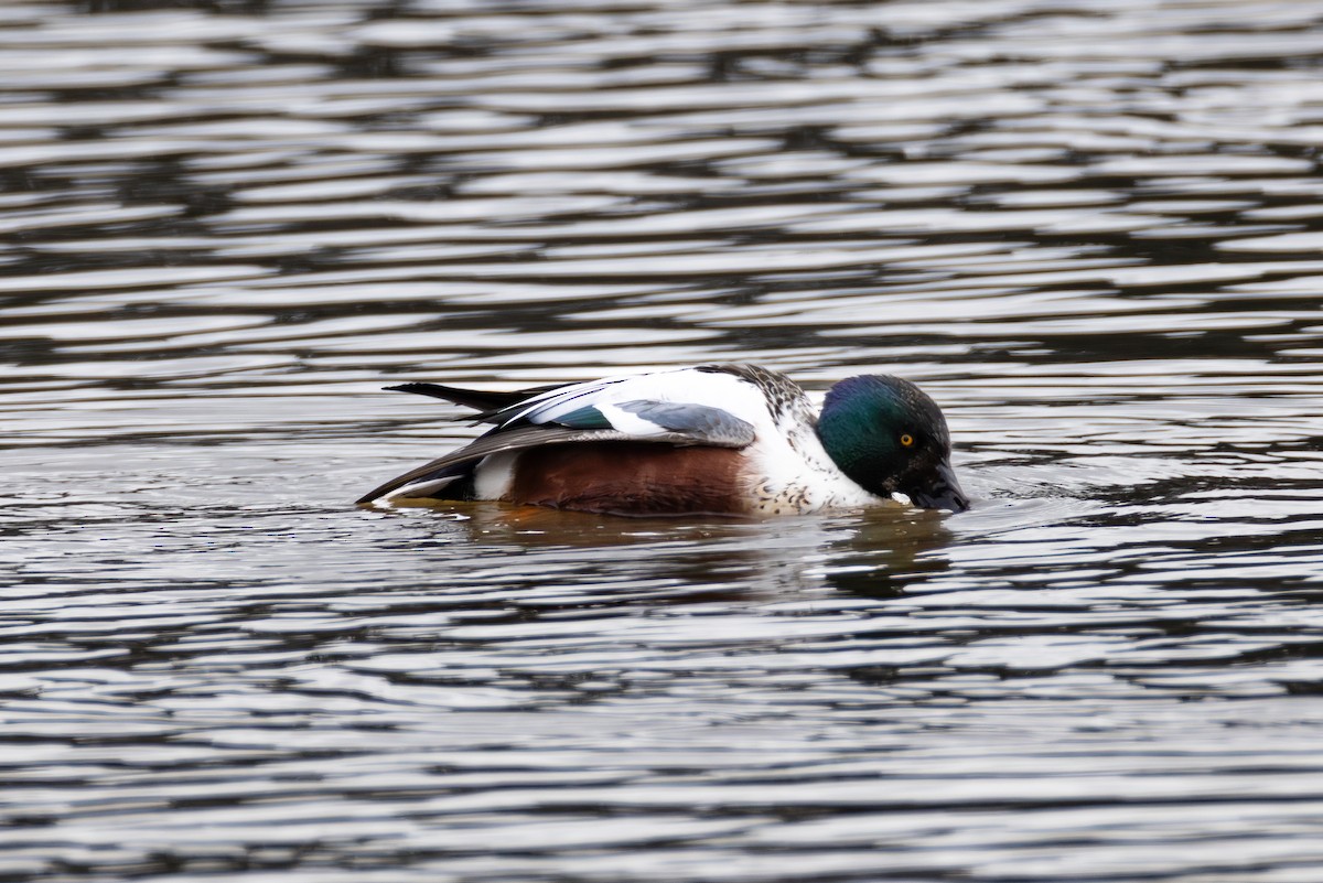 Mestolone - ML651255877