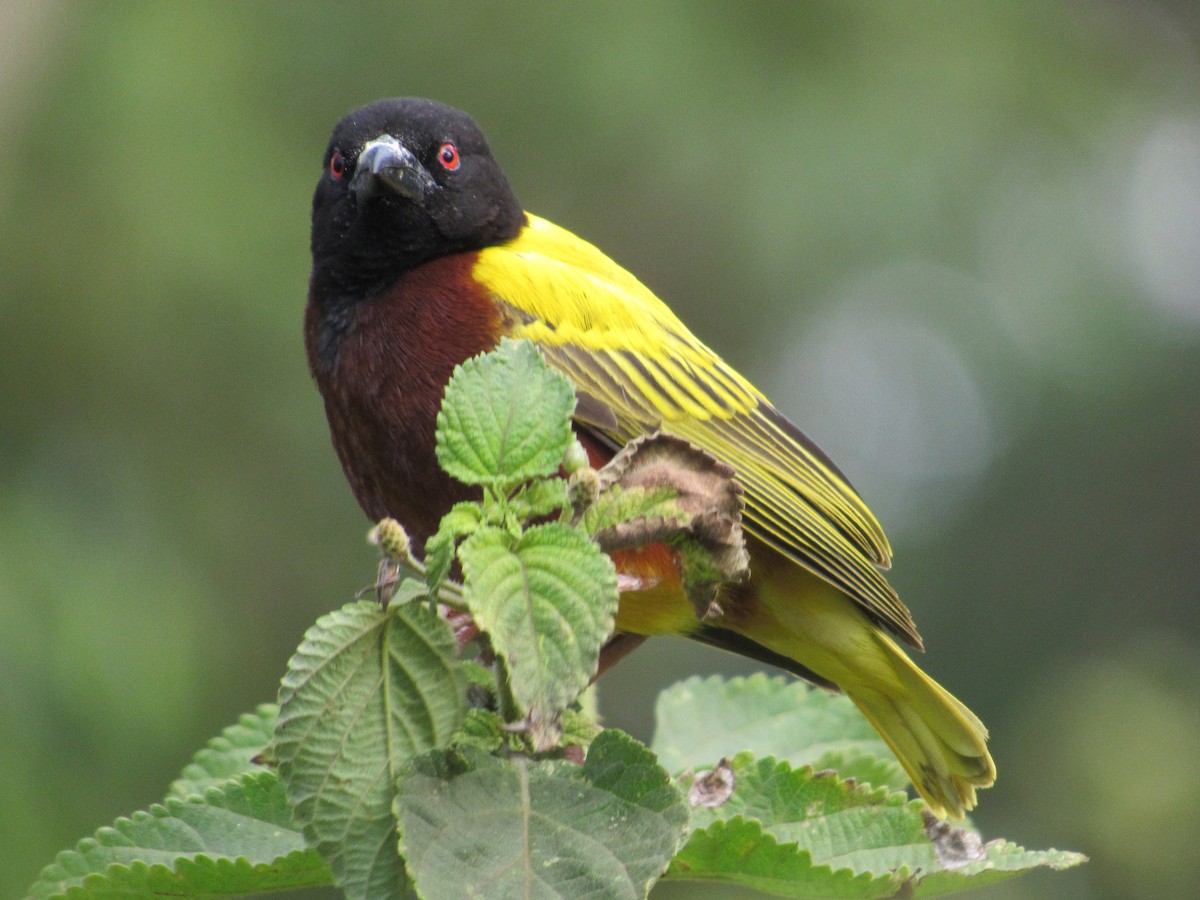 Tessitore dal dorso dorato - ML651255929