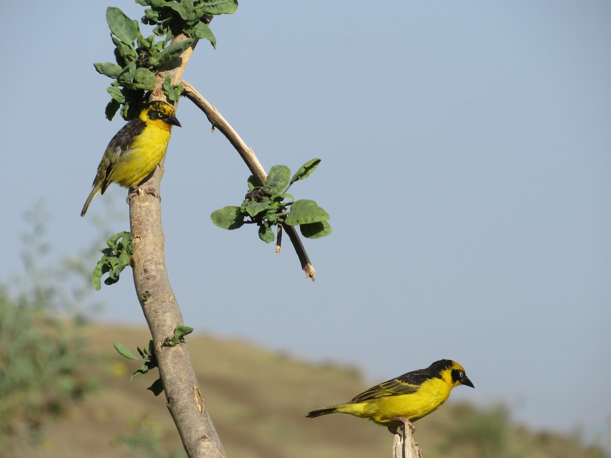 Baglafecht Weaver (Reichenow's) - ML651255962