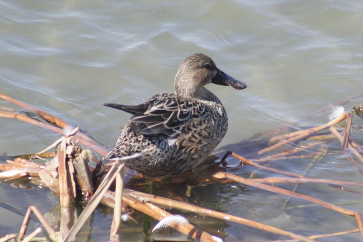 Mestolone - ML651255987