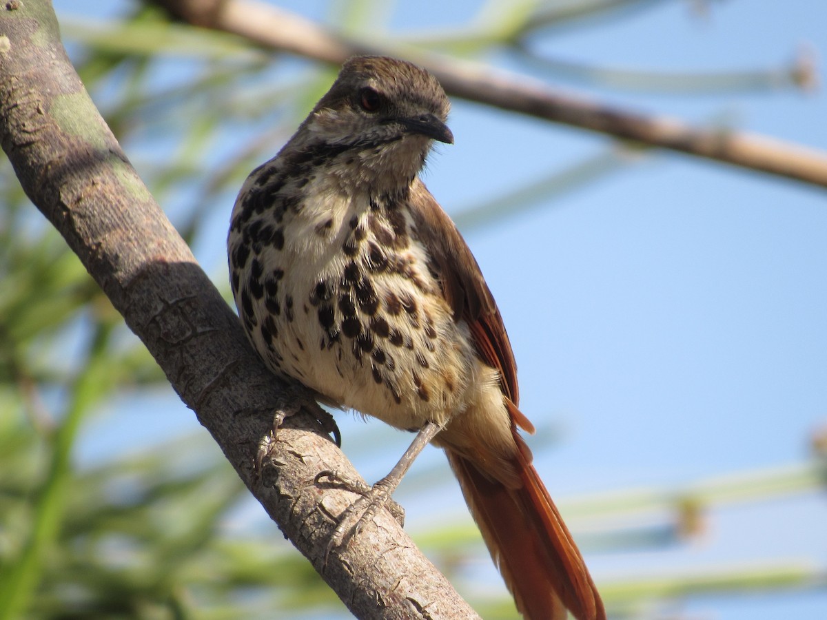 Spotted Morning-Thrush - ML651256173
