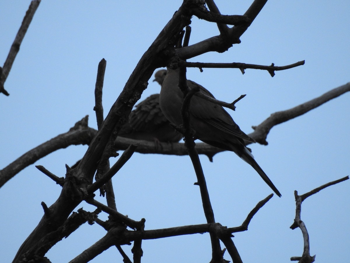 Mourning Dove - ML65125621