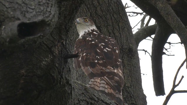 African Hawk-Eagle - ML651256372