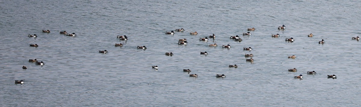 Mestolone - ML651256408