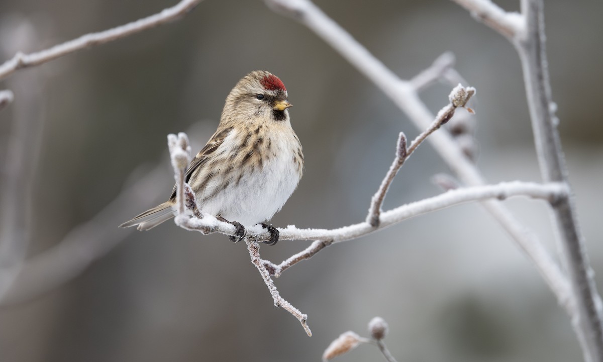 Sizerin flammé - ML651256426