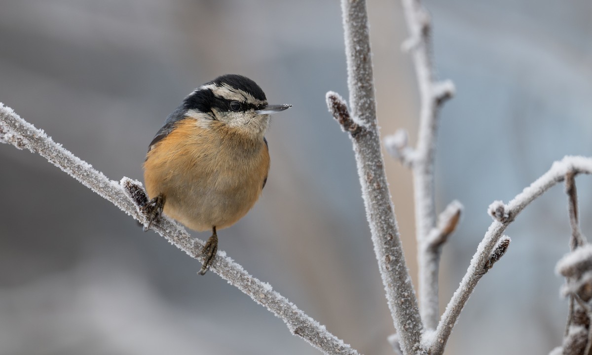 Sittelle à poitrine rousse - ML651256431