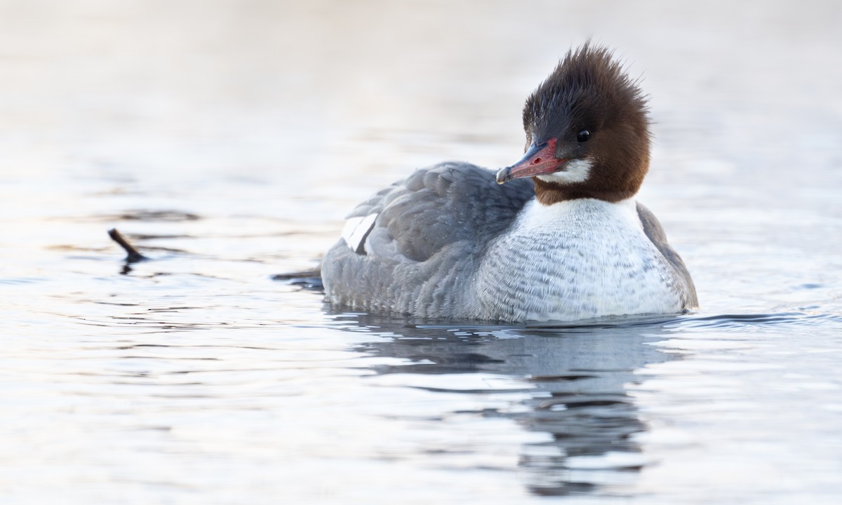 Grand Harle - ML651256479