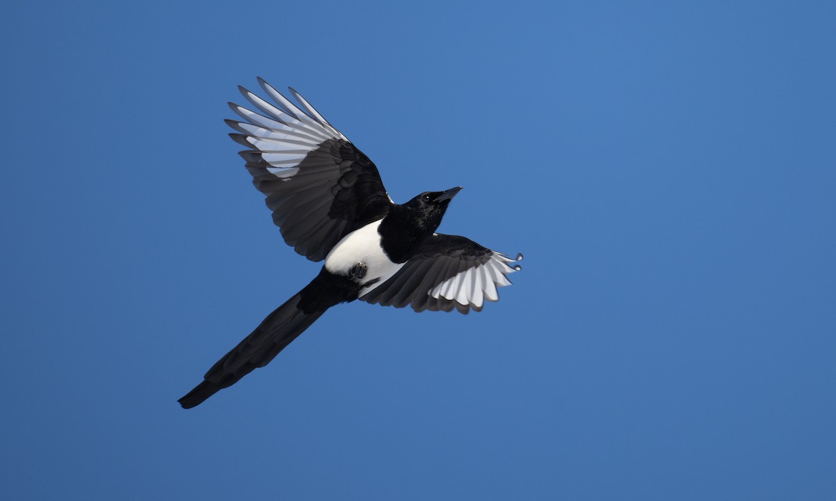 Pie d'Amérique - ML651256484