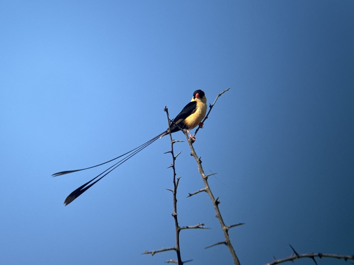 Shaft-tailed Whydah - ML651256590