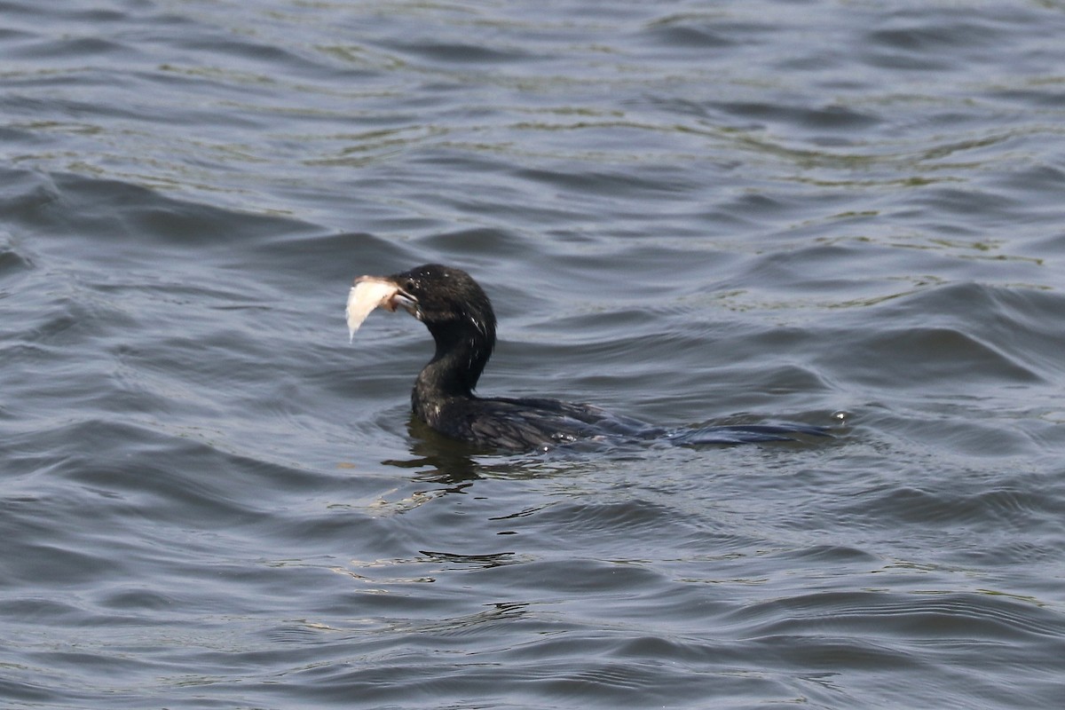 Little Cormorant - ML651256601