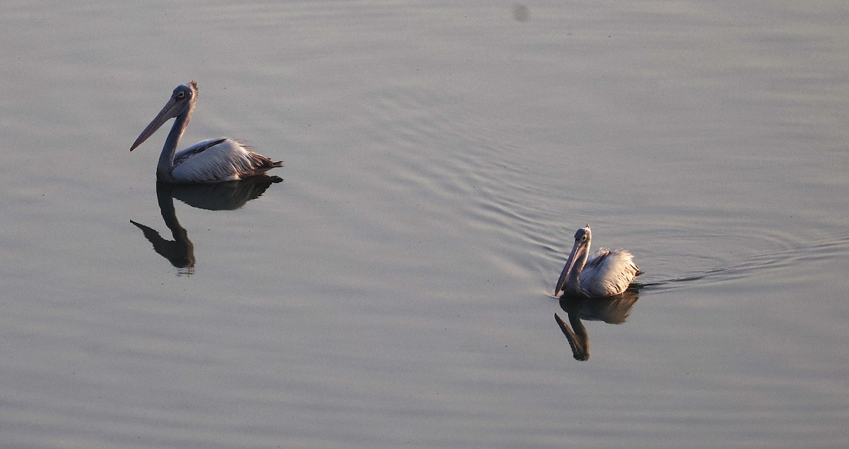 Spot-billed Pelican - ML651256602