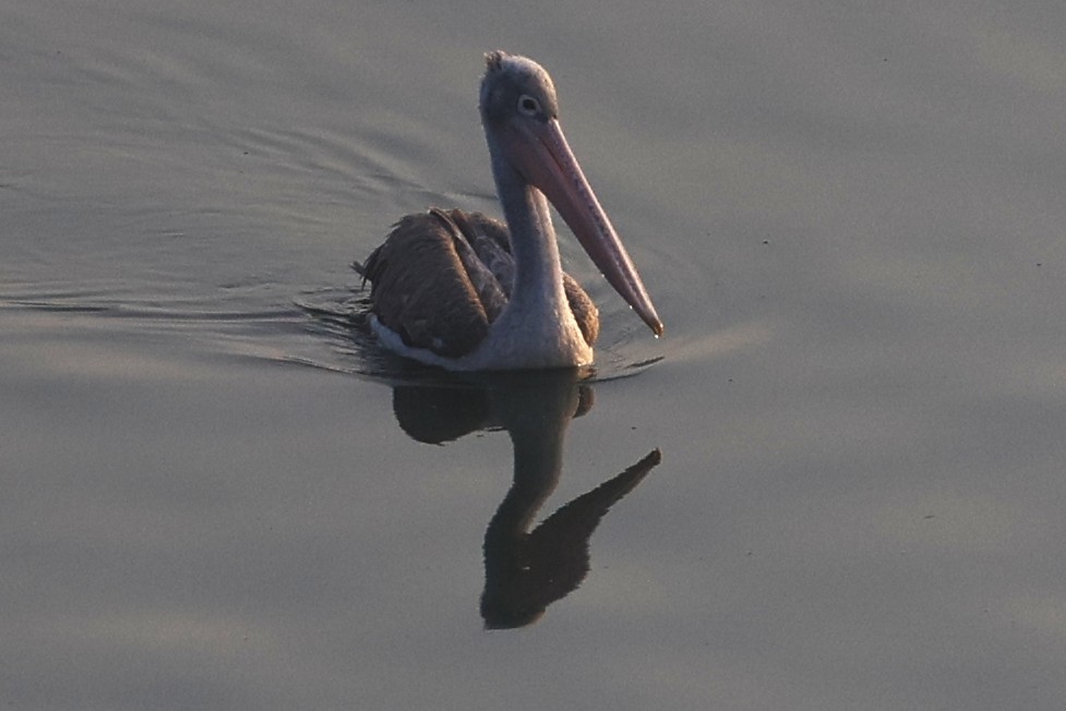 Spot-billed Pelican - ML651256603