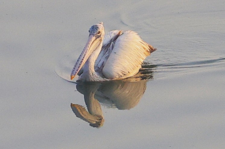 Spot-billed Pelican - ML651256604