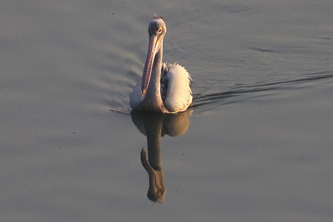 Spot-billed Pelican - ML651256605