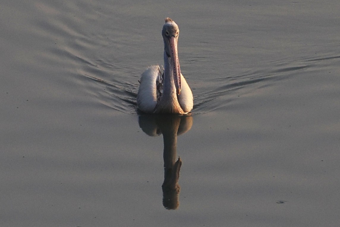Spot-billed Pelican - ML651256606