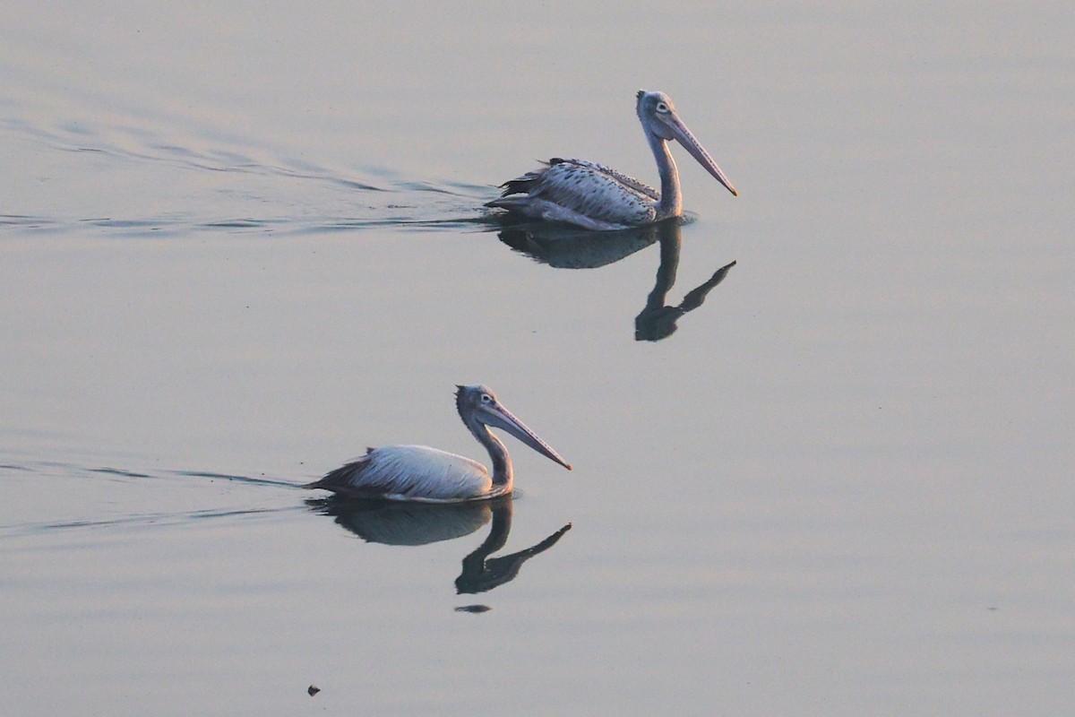 Spot-billed Pelican - ML651256607