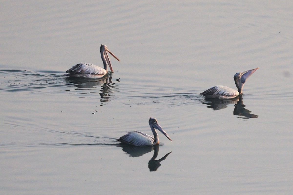Spot-billed Pelican - ML651256608
