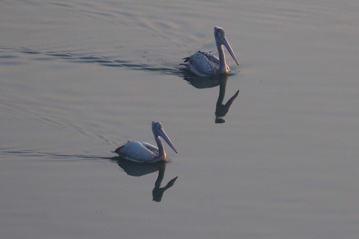 Spot-billed Pelican - ML651256609