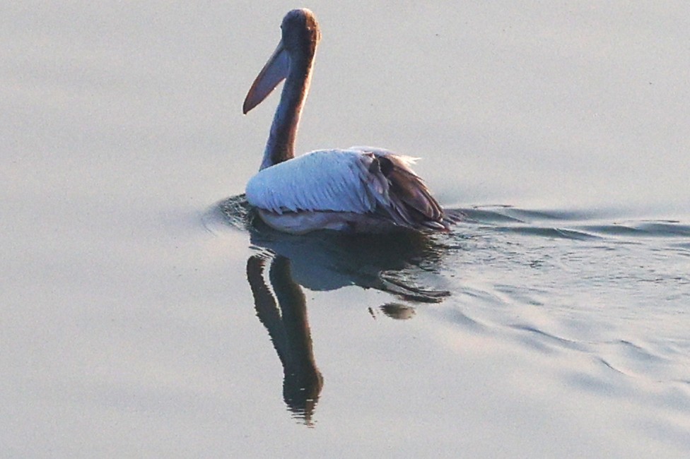 Spot-billed Pelican - ML651256610