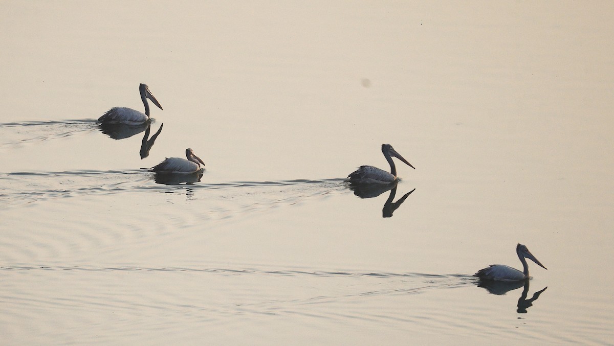 Spot-billed Pelican - ML651256611