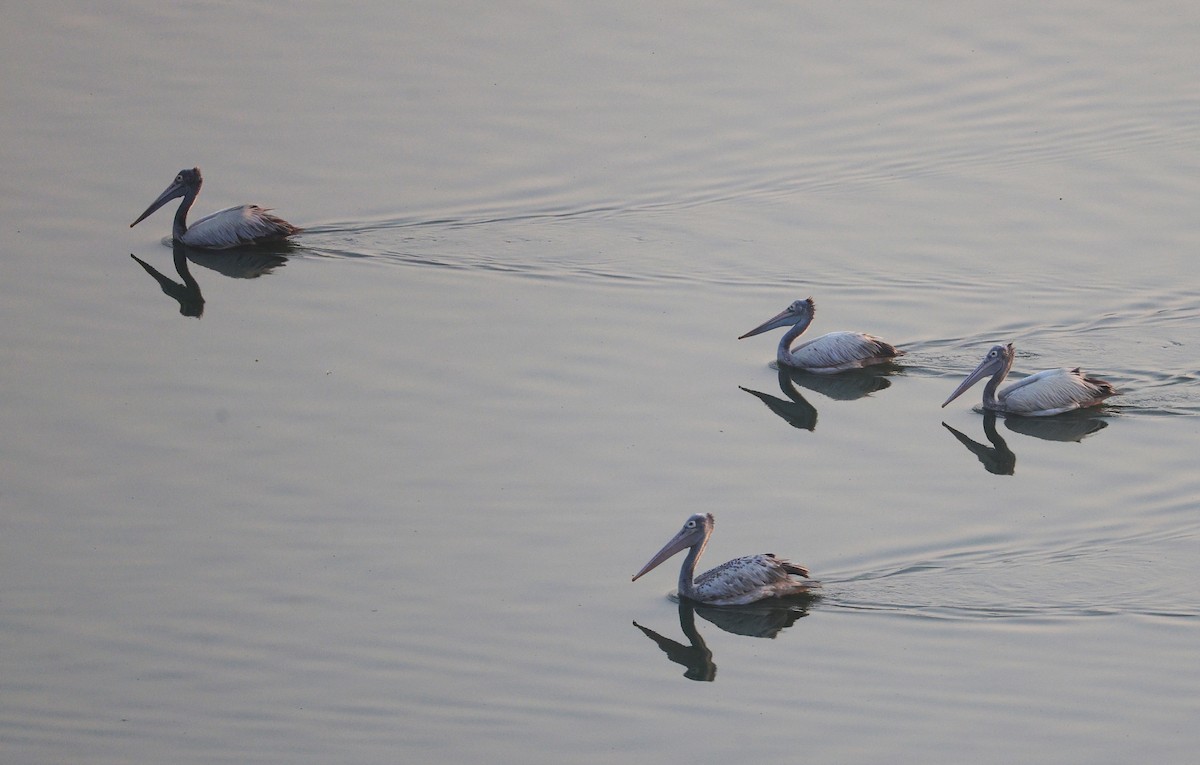 Spot-billed Pelican - ML651256613