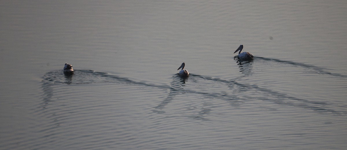 Spot-billed Pelican - ML651256614