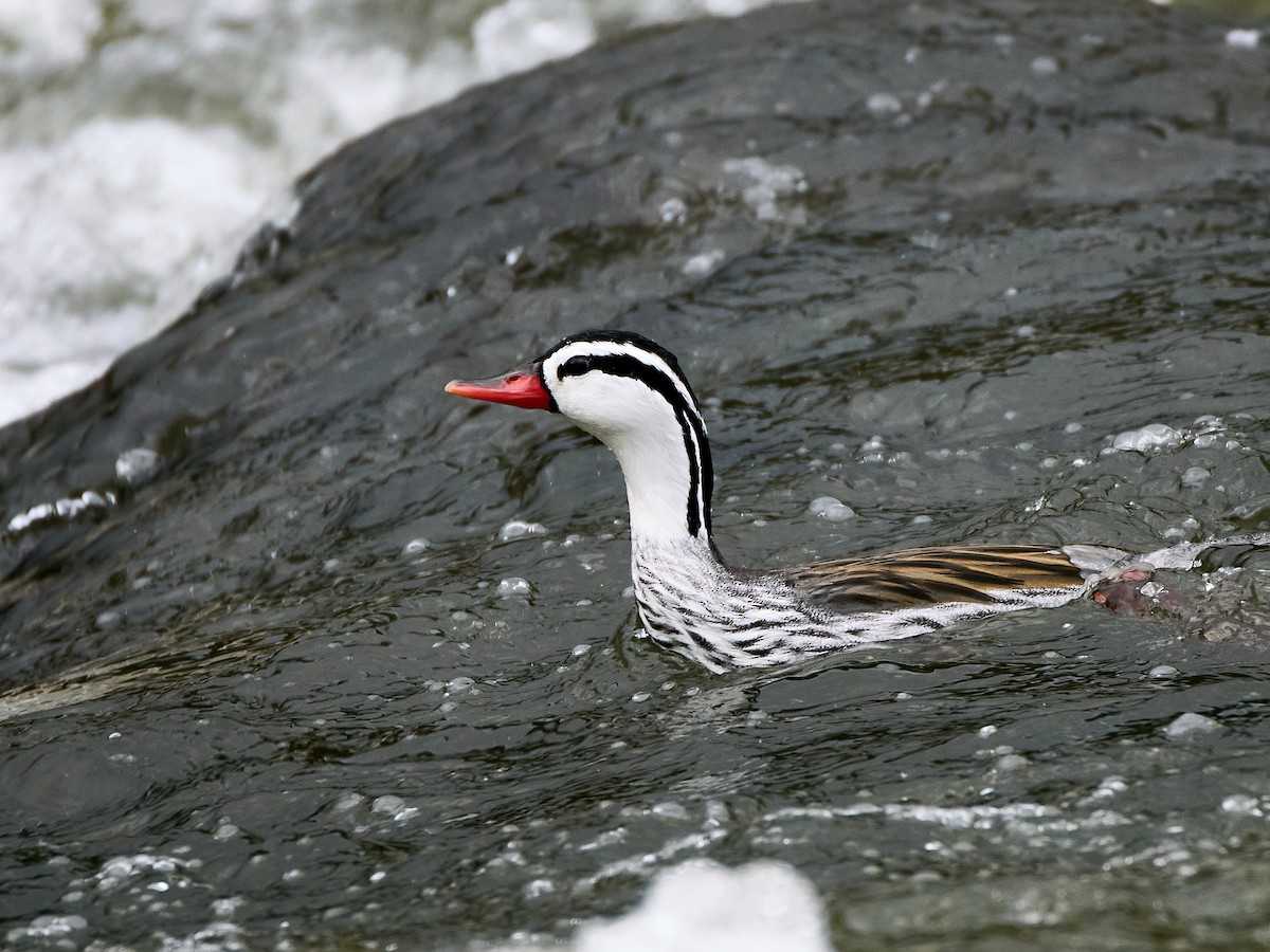 Torrent Duck - ML651256615