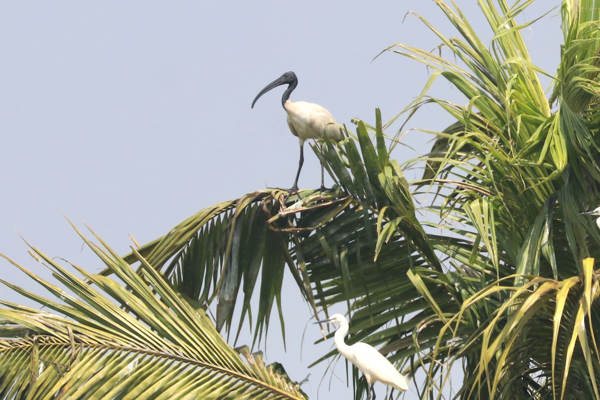 Black-headed Ibis - ML651256616