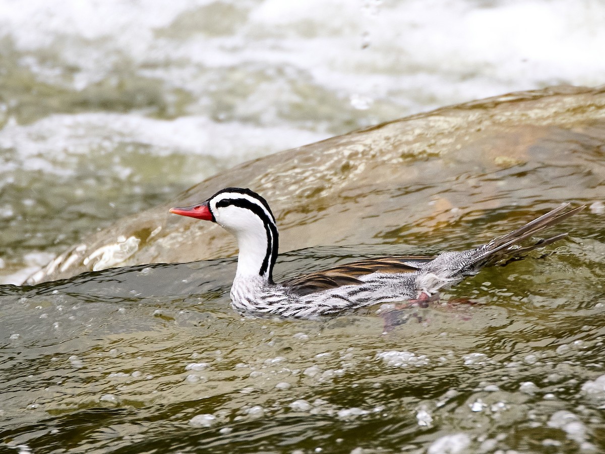 Torrent Duck - ML651256617