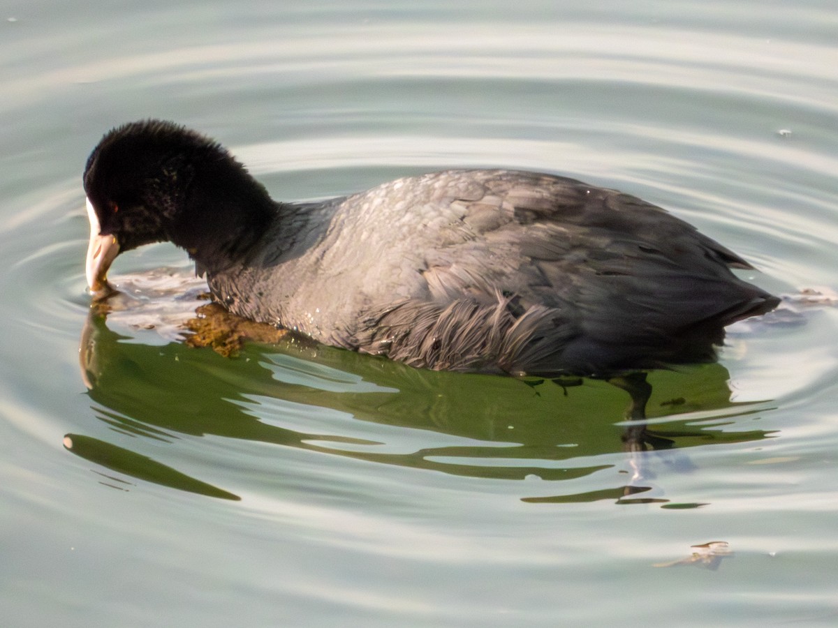 Eurasian Coot - ML651256618