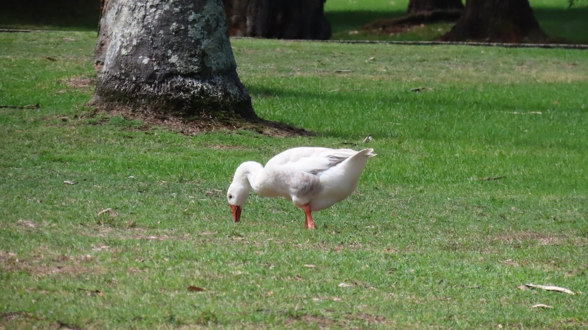Graylag Goose (Domestic type) - ML651256619