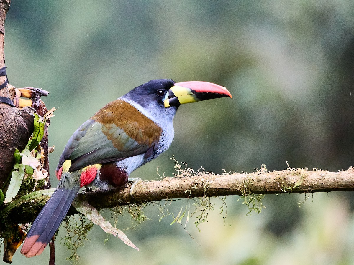 Gray-breasted Mountain-Toucan - ML651256620