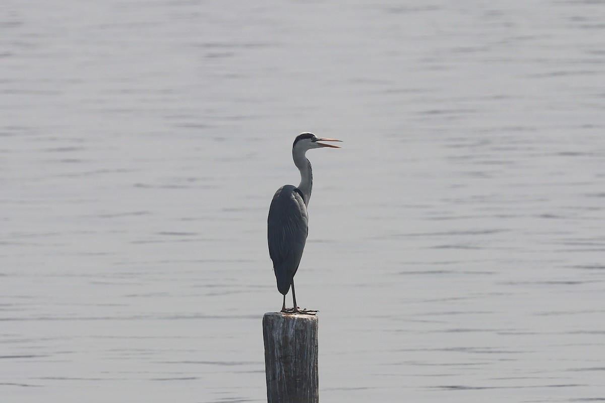 Gray Heron - ML651256623