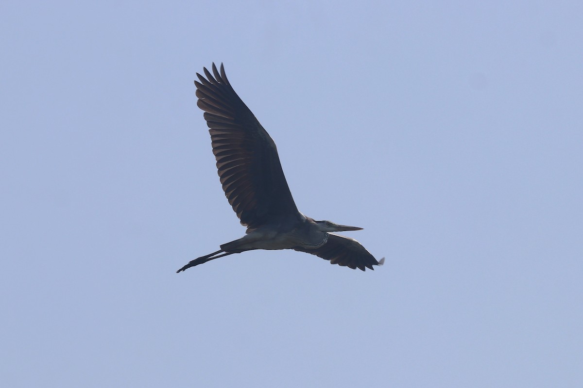 Gray Heron - ML651256624
