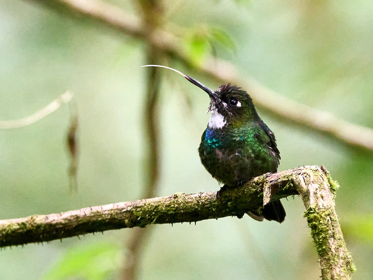 Tourmaline Sunangel - ML651256625