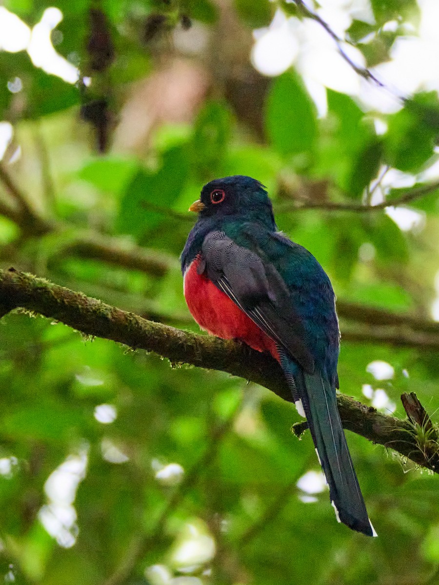 Masked Trogon - ML651256626