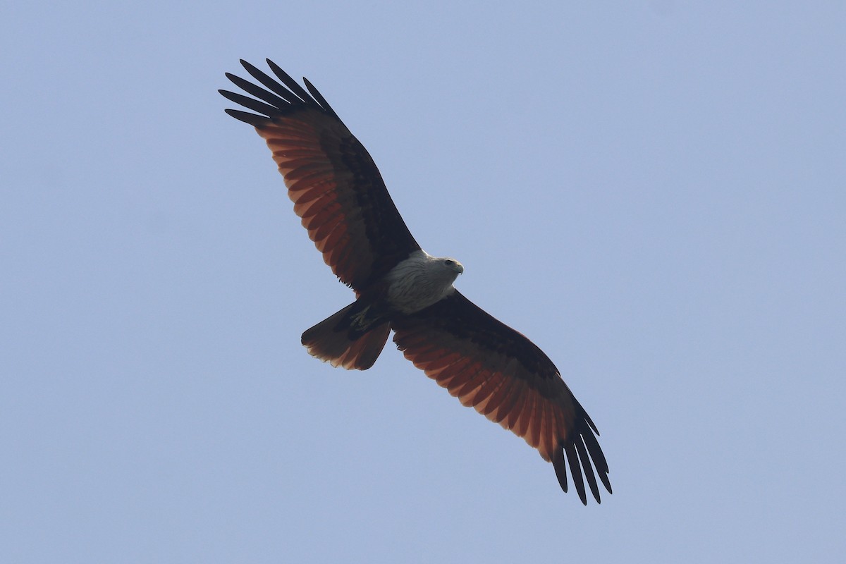 Brahminy Kite - ML651256628