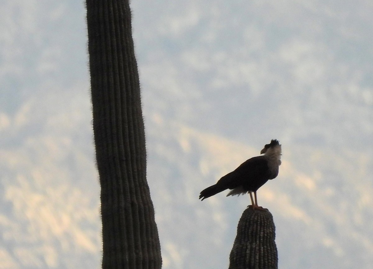 Crested Caracara - ML651256630