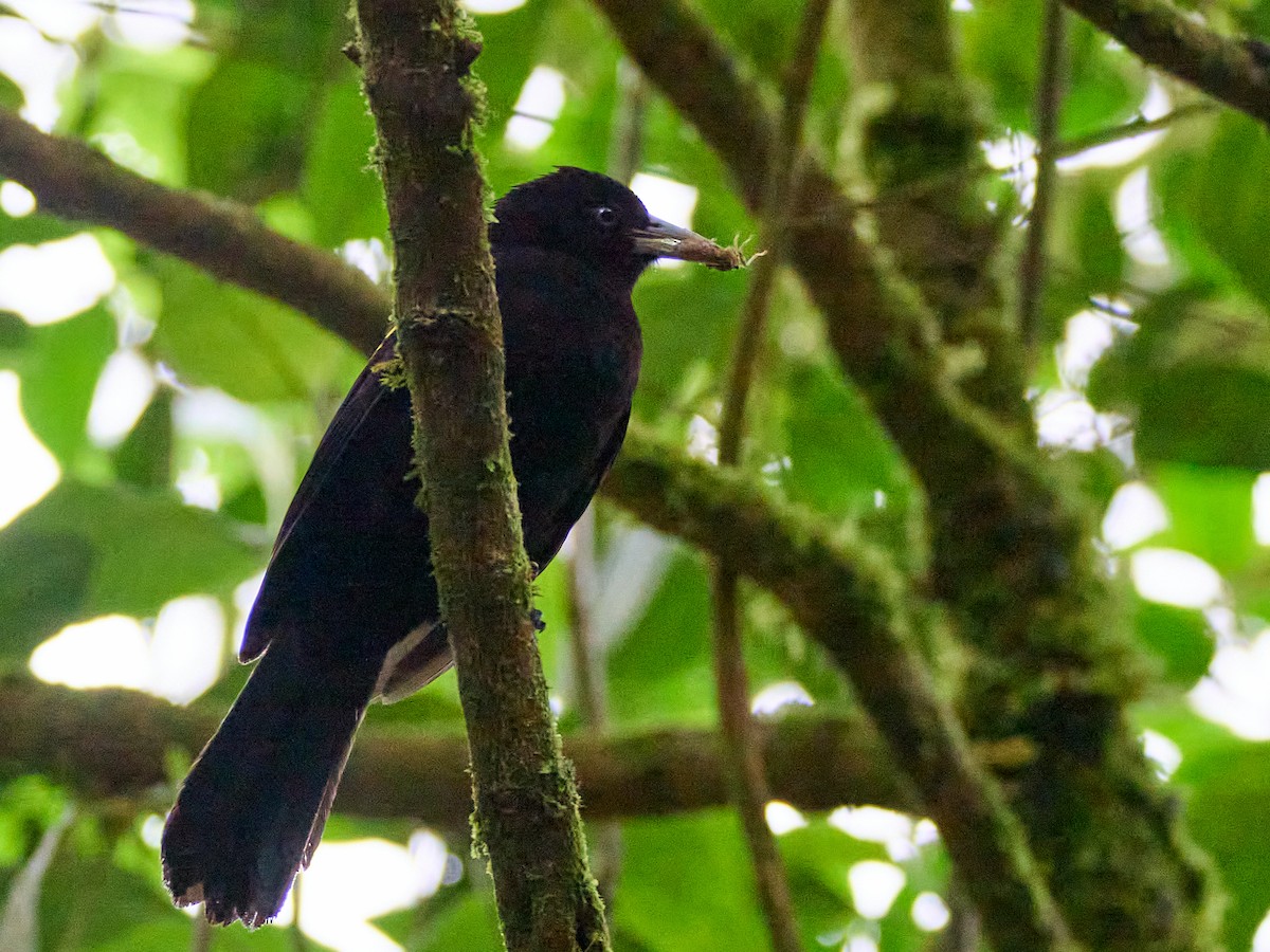Mountain Cacique - ML651256633