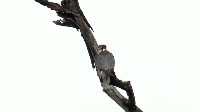 Шууман шонхор - ML651256651