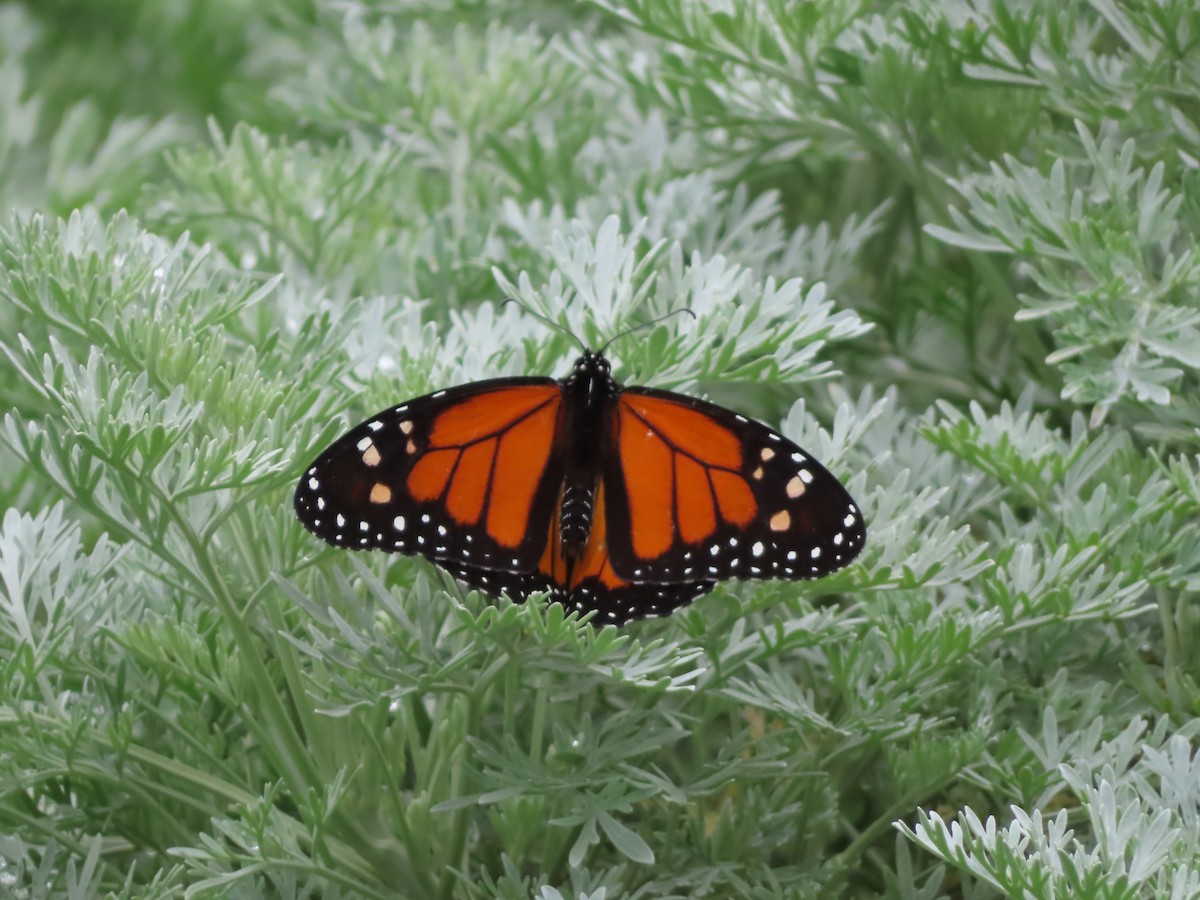 Monarque - ML651256718